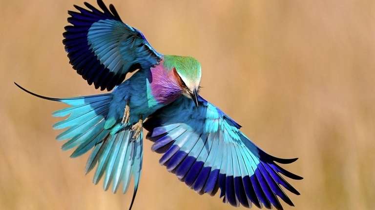 7 Days Tanzania Affordable Safari - 7 days