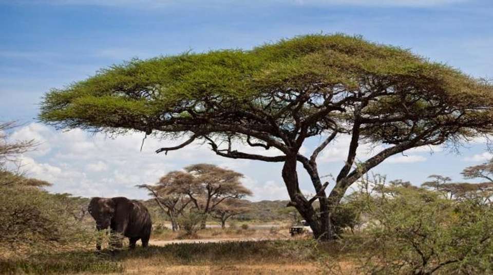 7 Days Tanzania Affordable Safari - Dahlia Africa - Tanzania - Image 2