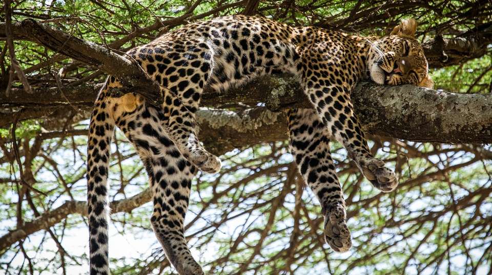 7 Days Tanzania Affordable Safari - Dahlia Africa - Tanzania - Image 3