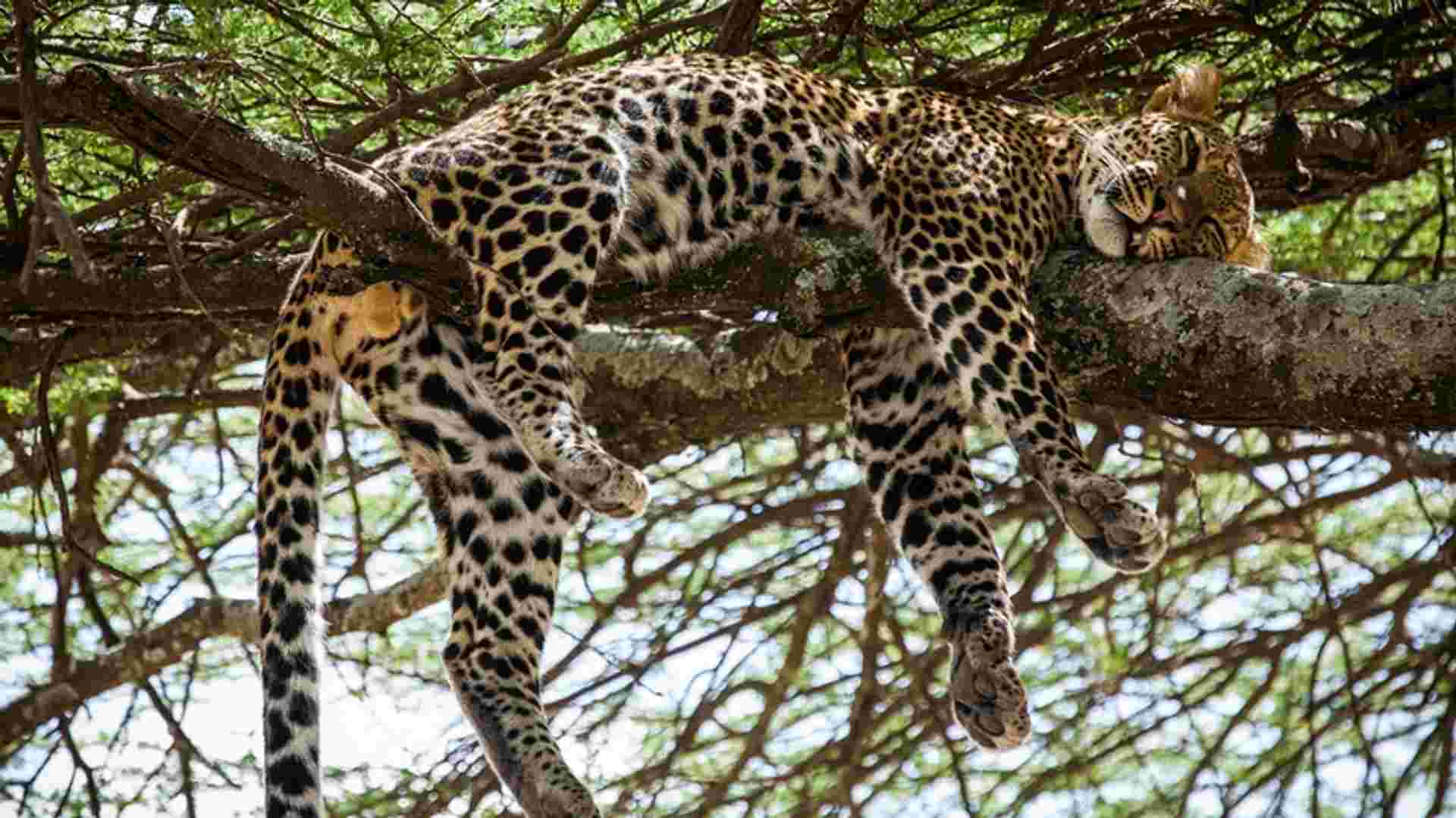 5-Day Tanzania Safari