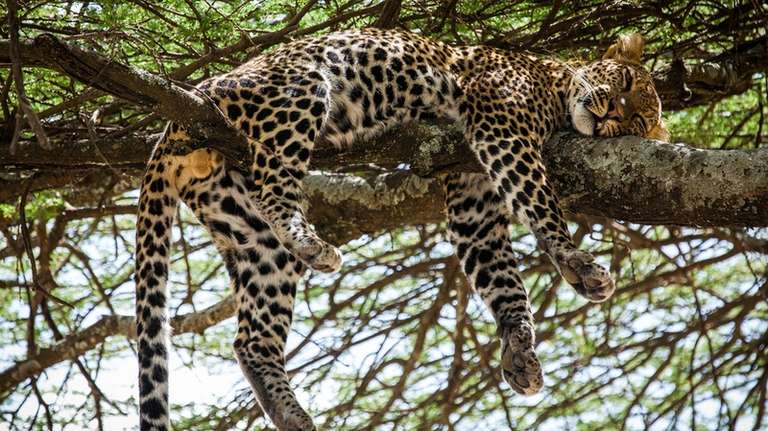 5-Day Tanzania Safari trip - alternative tour available