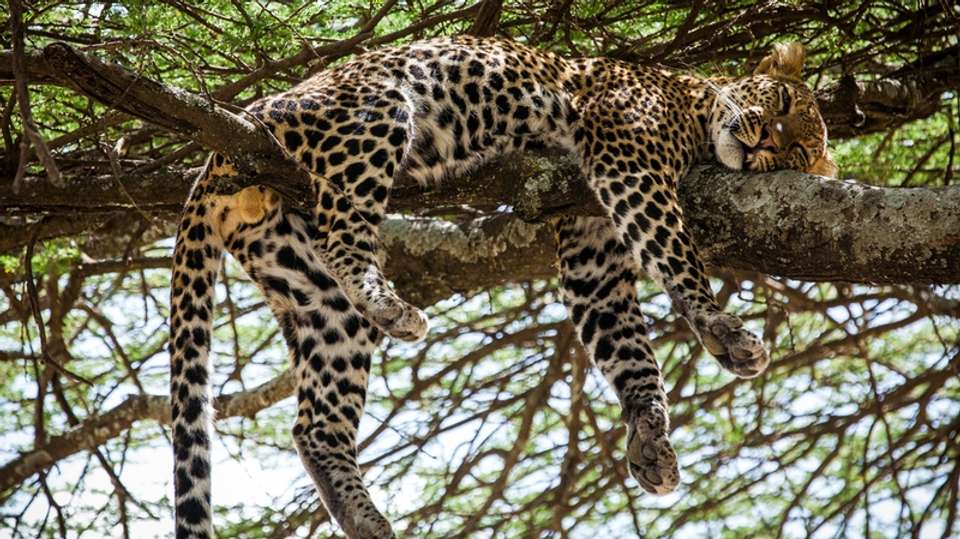 5-Day Tanzania Safari - Dahlia Africa - Tanzania - Image 1