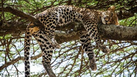 5-day Tanzania Safari - 5 Days
