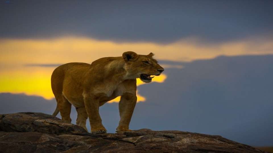 5-Day Tanzania Safari - Dahlia Africa - Tanzania - Image 4