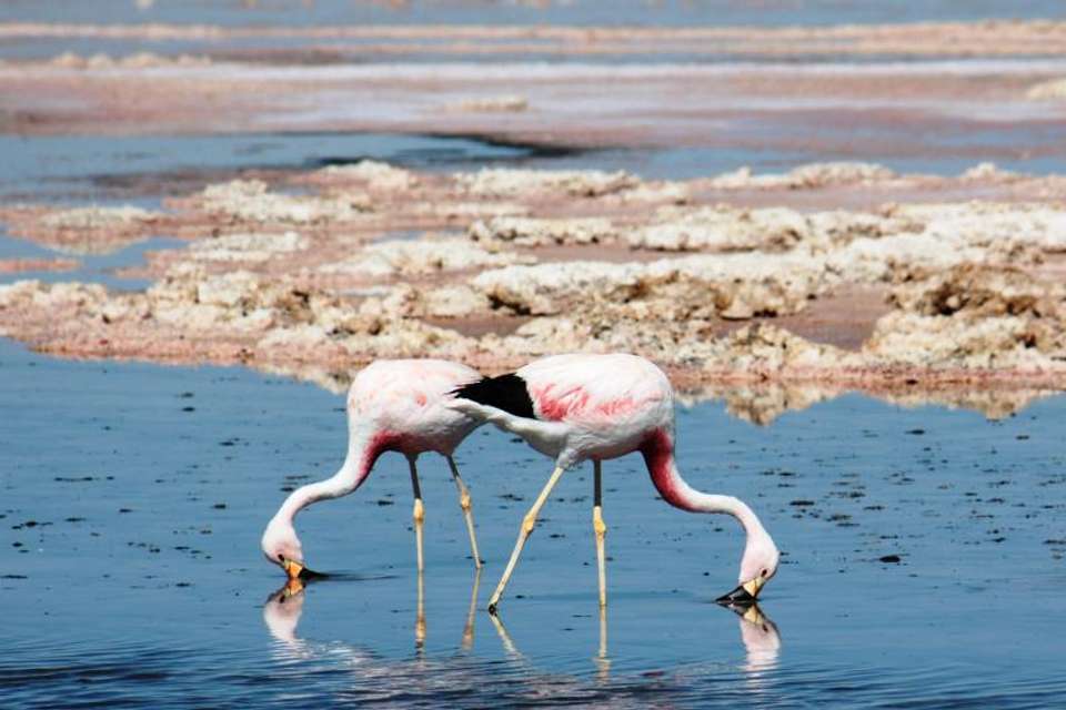 5-Day Trip Best of San Pedro de Atacama - undefined - Image 3
