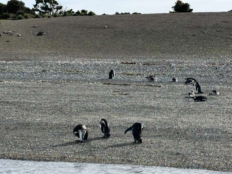 5-day Ushuaia Penguin Season Tour (from October To March)