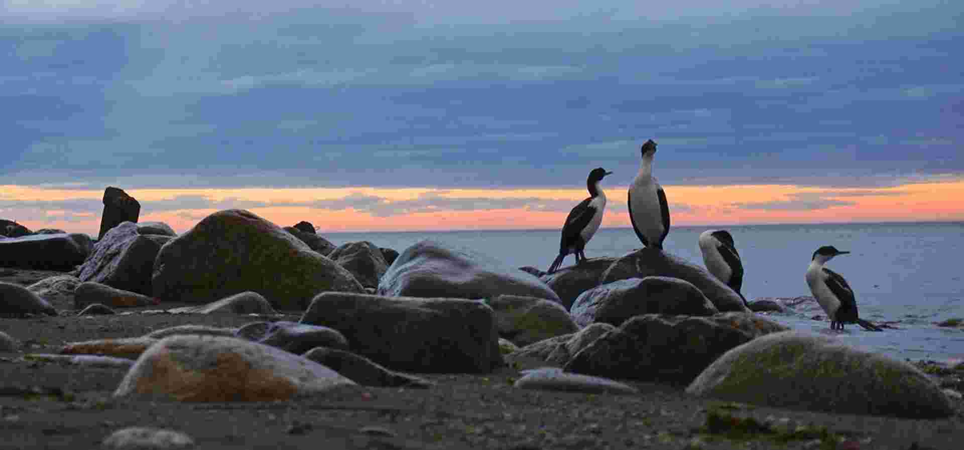 5-day Ushuaia Penguin Season Tour (from October To March), French-speaking Guide