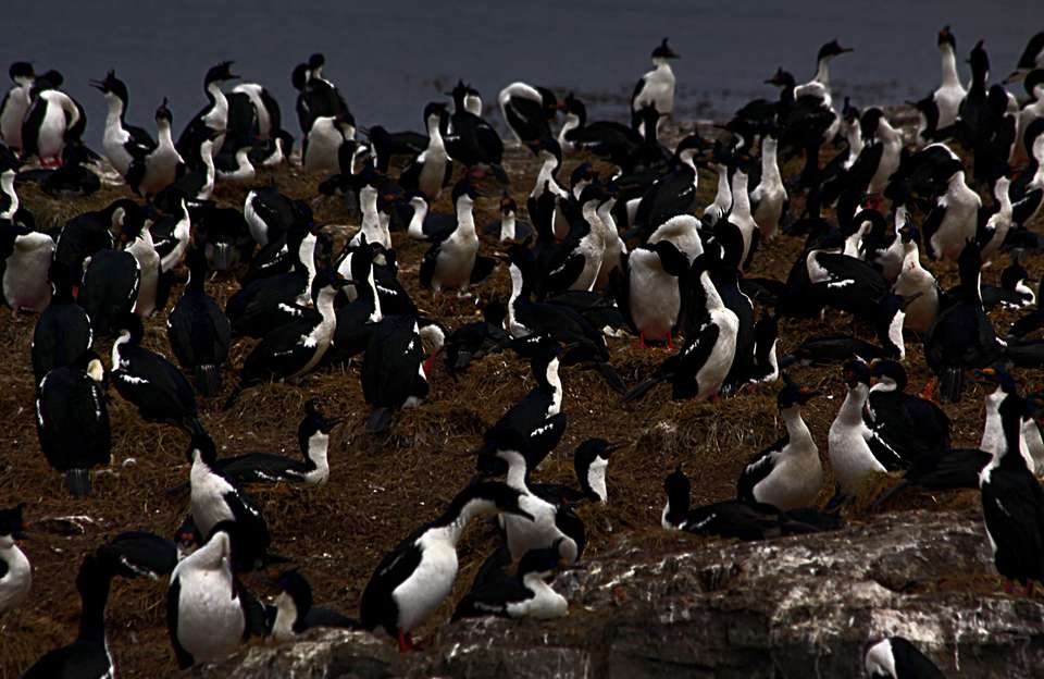 5-day Ushuaia Penguin Season Tour (from October To March), French-speaking Guide - Destination Services - Argentina - Image 17