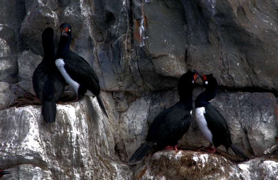 5-day Ushuaia Penguin Season Tour (from October To March), French-speaking Guide - Destination Services - Argentina - Image 16