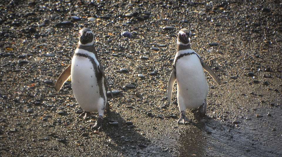 5-day Ushuaia Penguin Season Tour (from October To March), French-speaking Guide - Destination Services - Argentina - Image 8