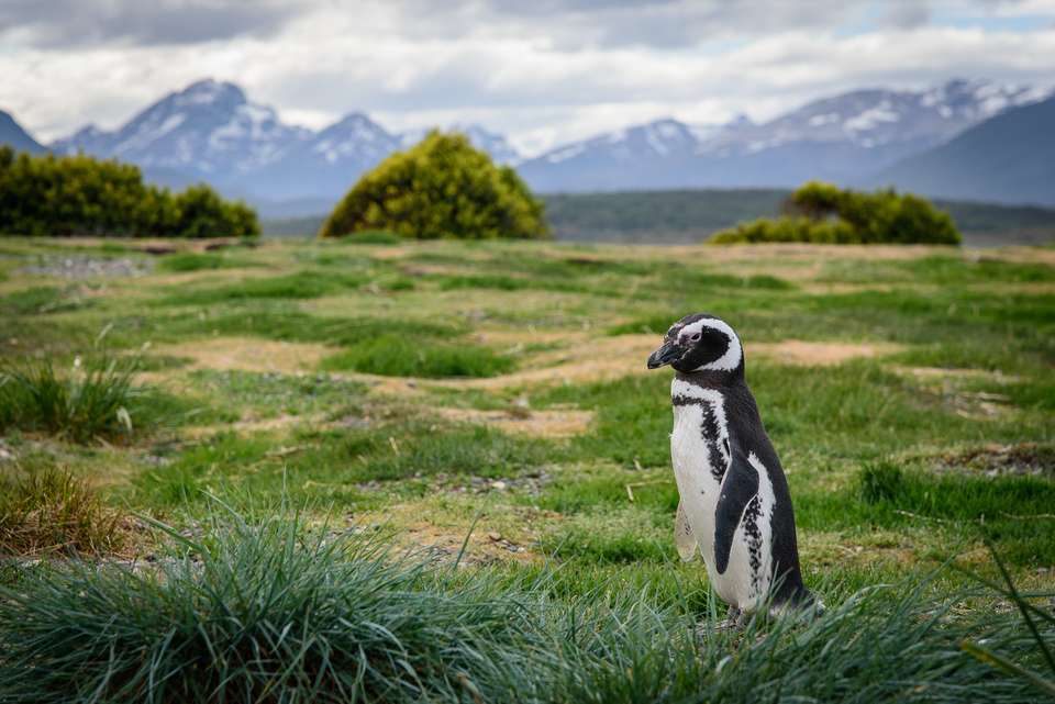 5-day Ushuaia Penguin Season Tour (from October To March), French-speaking Guide - Destination Services - Argentina - Image 6
