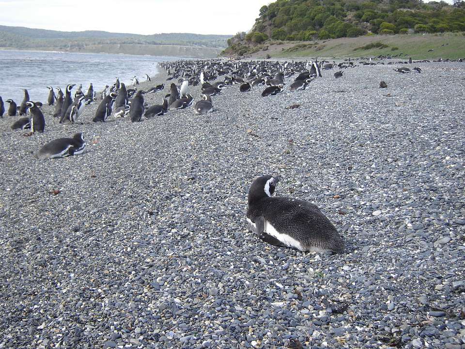5-day Ushuaia Penguin Season Tour (from October To March), French-speaking Guide - Destination Services - Argentina - Image 5