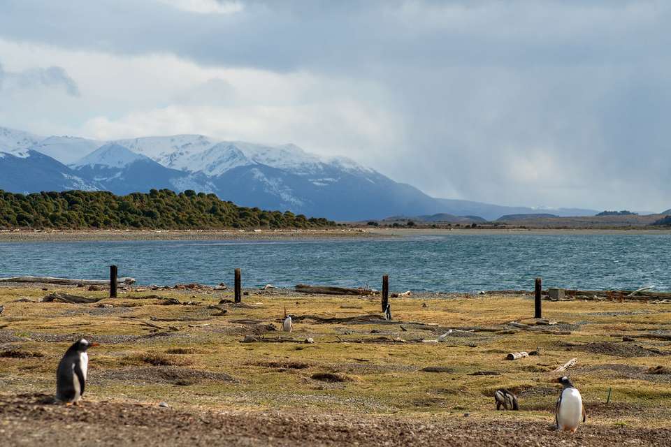 5-day Ushuaia Penguin Season Tour (from October To March), French-speaking Guide - Destination Services - Argentina - Image 4