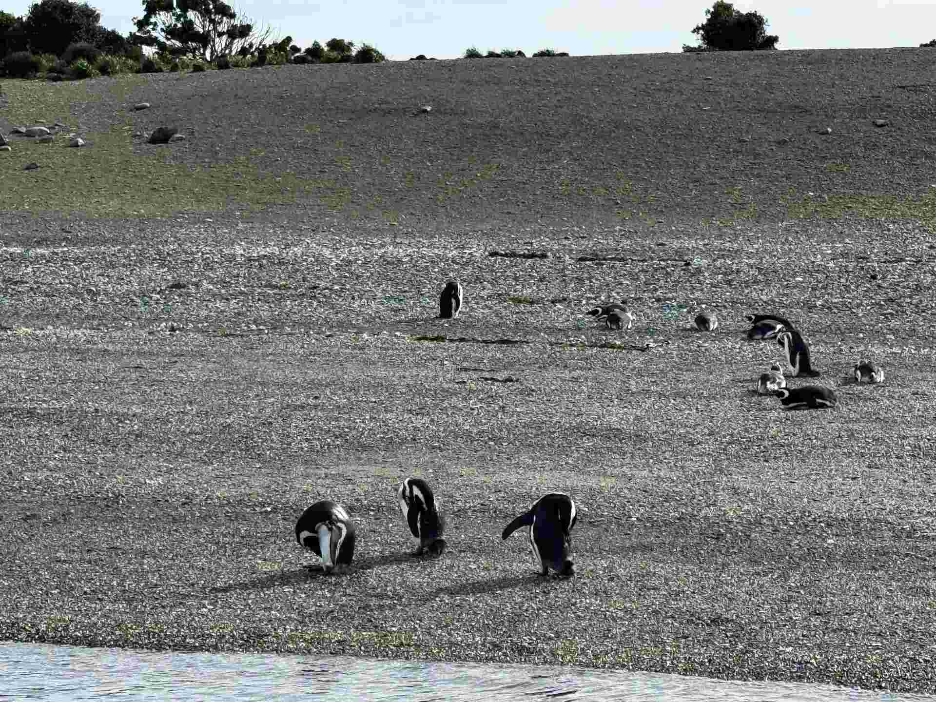 5-day Ushuaia Penguin Season Tour (from October To March), French Or German-speaking Guide