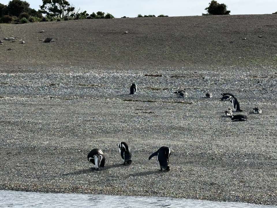5-day Ushuaia Penguin Season Tour (from October To March), French Or German-speaking Guide - Destination Services - Argentina - Image 1