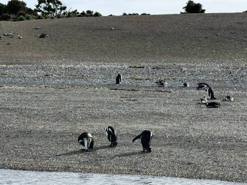 5-day Ushuaia Penguin Season Tour (from October To March), French-speaking Guide - November 2026