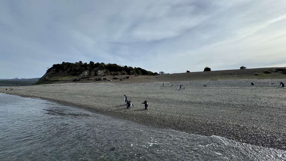 5-day Ushuaia Penguin Season Tour (from October To March), French Or German-speaking Guide - Destination Services - Argentina - Image 16