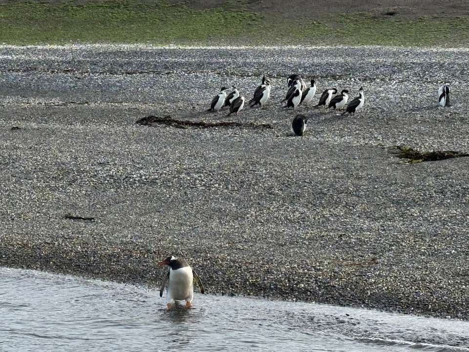 5-day Ushuaia Penguin Season Tour (from October To March), French Or German-speaking Guide - Destination Services - Argentina - Image 15