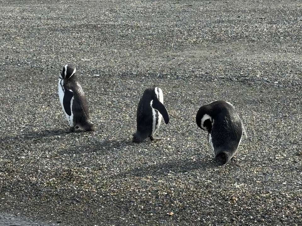 5-day Ushuaia Penguin Season Tour (from October To March), French Or German-speaking Guide - Destination Services - Argentina - Image 13
