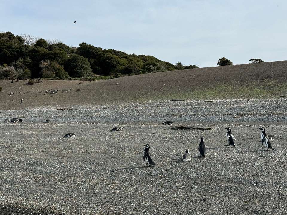 5-day Ushuaia Penguin Season Tour (from October To March), French Or German-speaking Guide - Destination Services - Argentina - Image 11