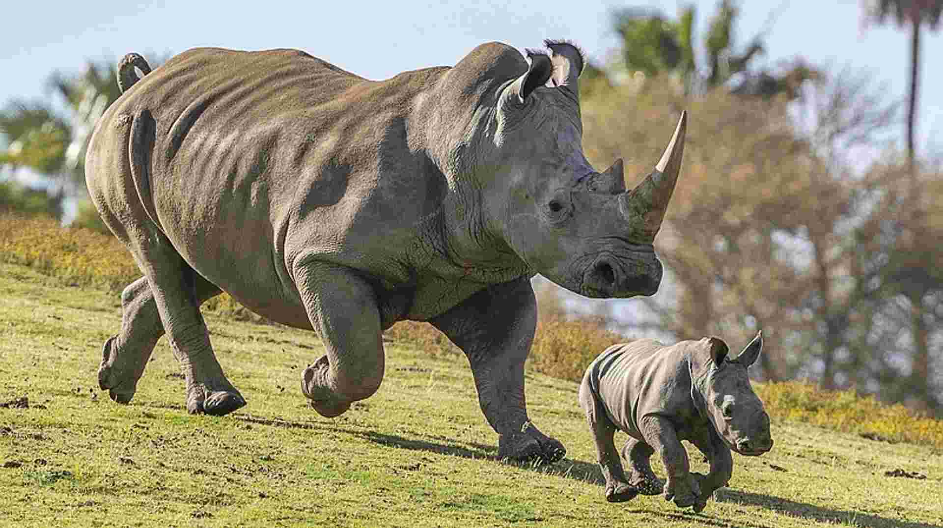 5 Days 4 Nights Mt Kenya, Samburu, Olpejeta