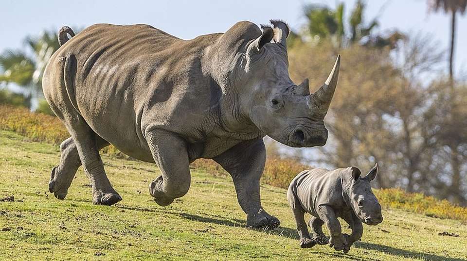 6 Days Maasai mara, Nakuru and Amboseli - Sir Michaels Tours And Safaris - Kenya - Image 1
