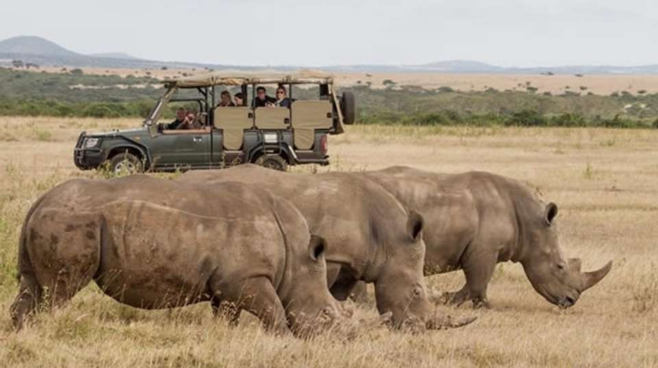 6 Days Maasai mara, Nakuru and Amboseli - Sir Michaels Tours And Safaris - Kenya - Image 2