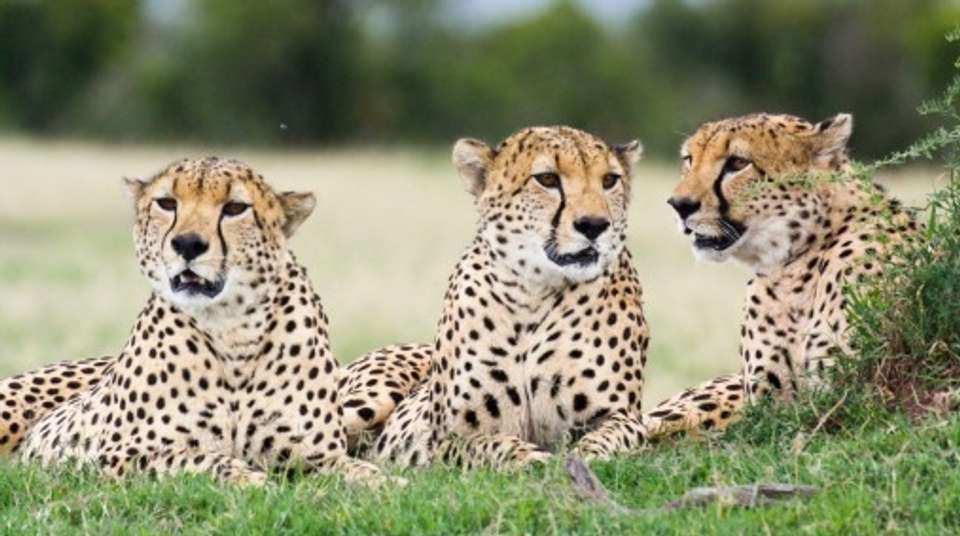 6 Days Maasai mara, Nakuru and Amboseli - Sir Michaels Tours And Safaris - Kenya - Image 3