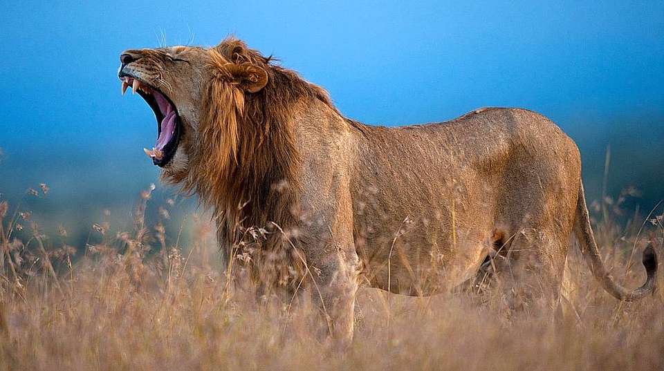 6 Days Maasai mara, Nakuru and Amboseli - Sir Michaels Tours And Safaris - Kenya - Image 4