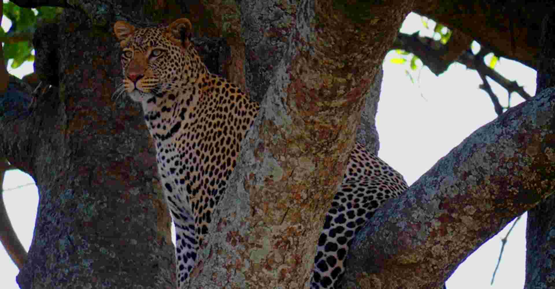 5 days 4 nights safari