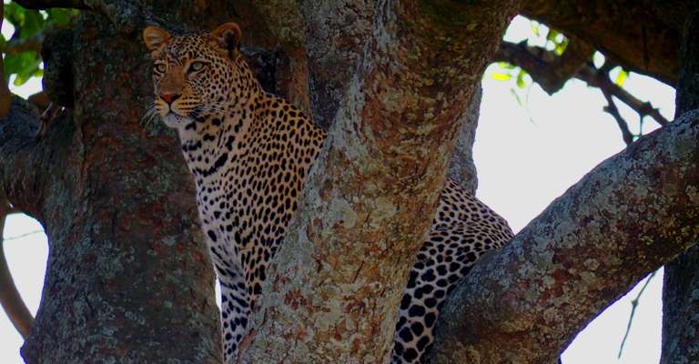 5 days 4 nights safari trip - alternative tour available
