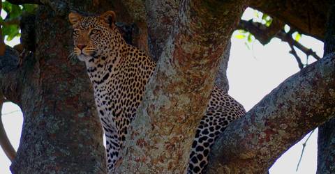 5 Days 4 Nights Safari - 5 Days