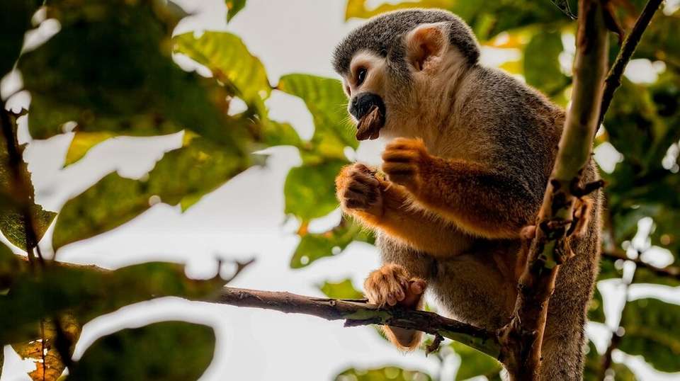 5 Days Amazon Lodge Cuyabeno Reserve - undefined - Image 2