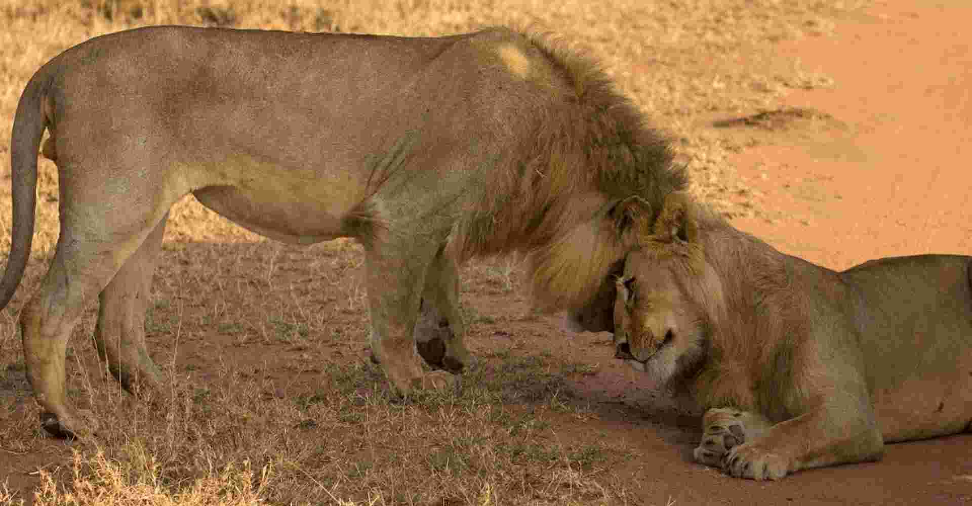 5 Days BIG FIVE Safaris  in Tanzania 