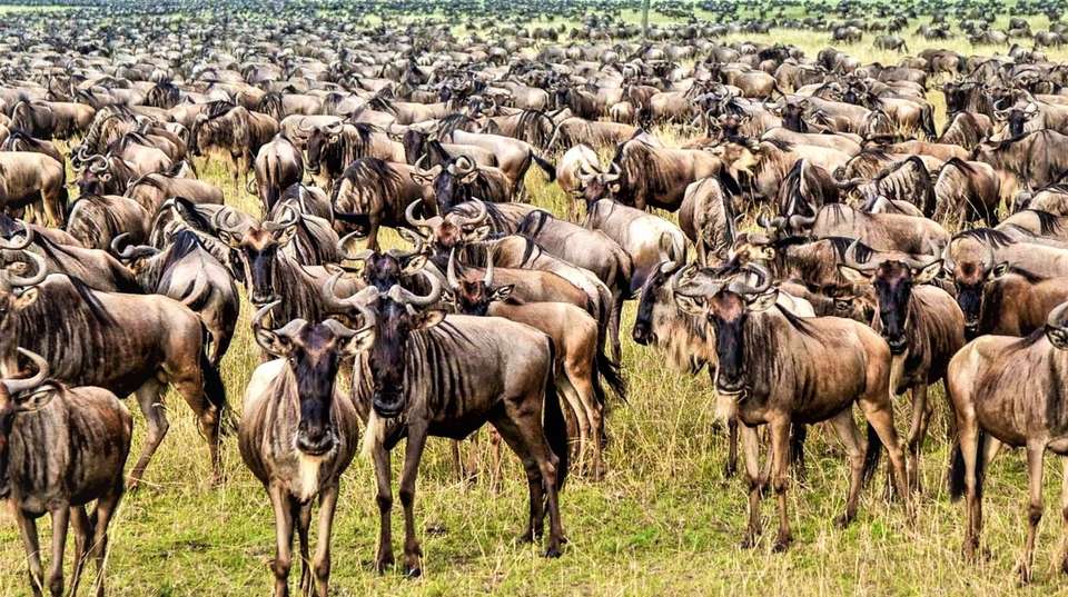 5 Days BIG FIVE Safaris in Tanzania - Lights On Africa Destinations & Safaris - Tanzania