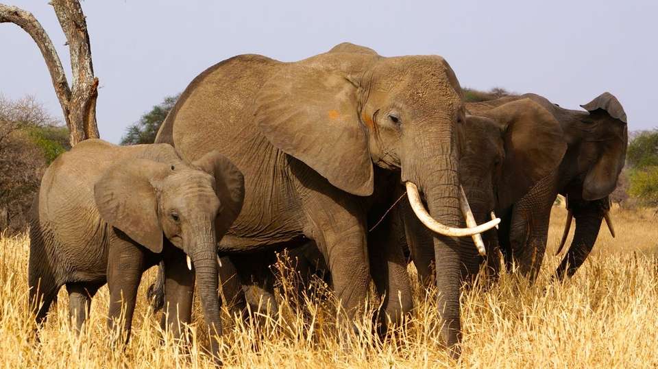 5 Days BIG FIVE Safaris in Tanzania - Lights On Africa Destinations & Safaris - Tanzania