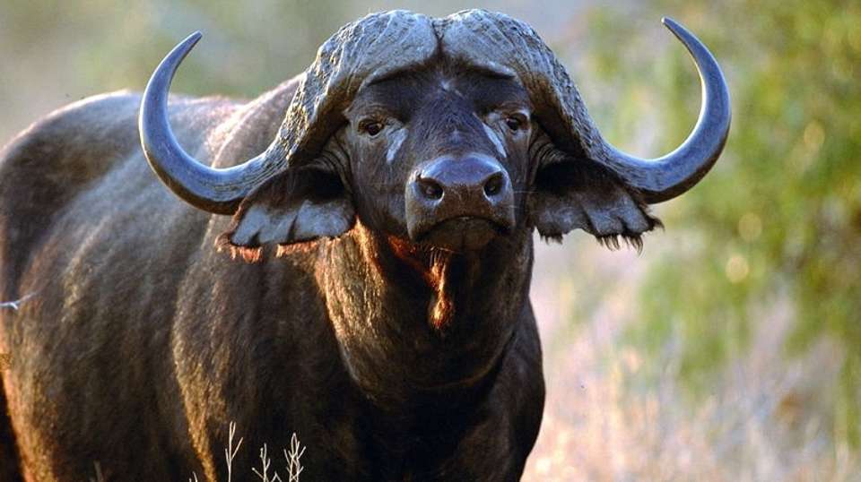 5 Days BIG FIVE Safaris in Tanzania - Lights On Africa Destinations & Safaris - Tanzania