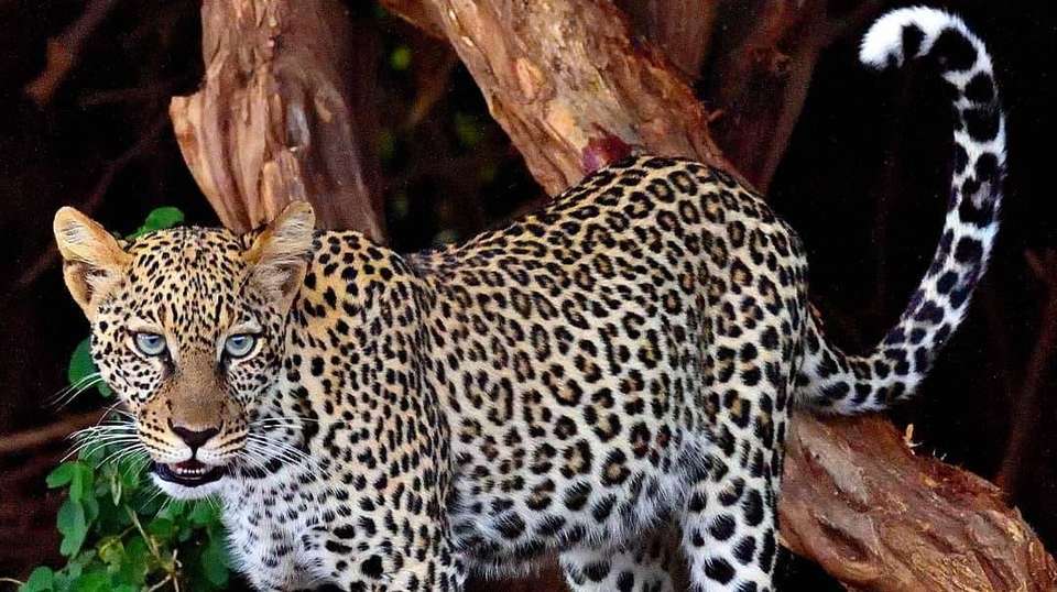 5 Days BIG FIVE Safaris in Tanzania - Lights On Africa Destinations & Safaris - Tanzania