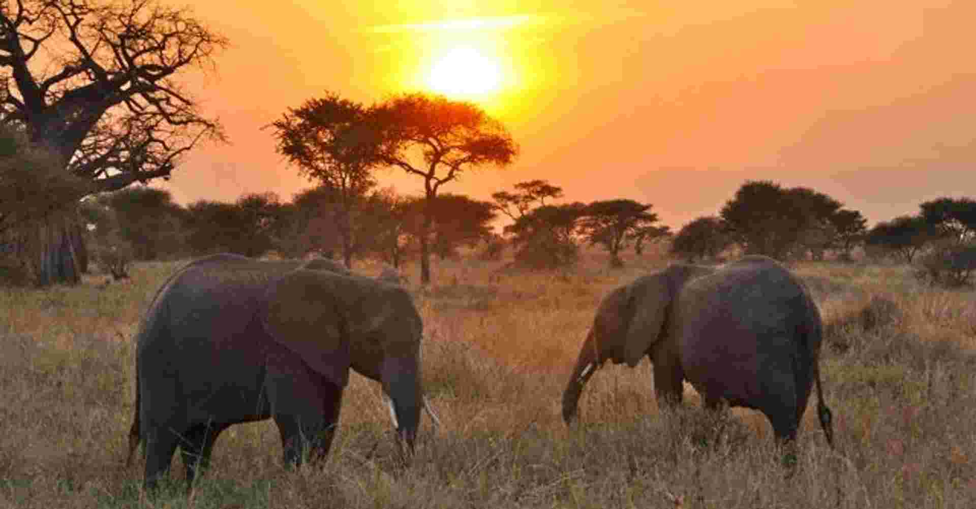 5 Days Budget Safari