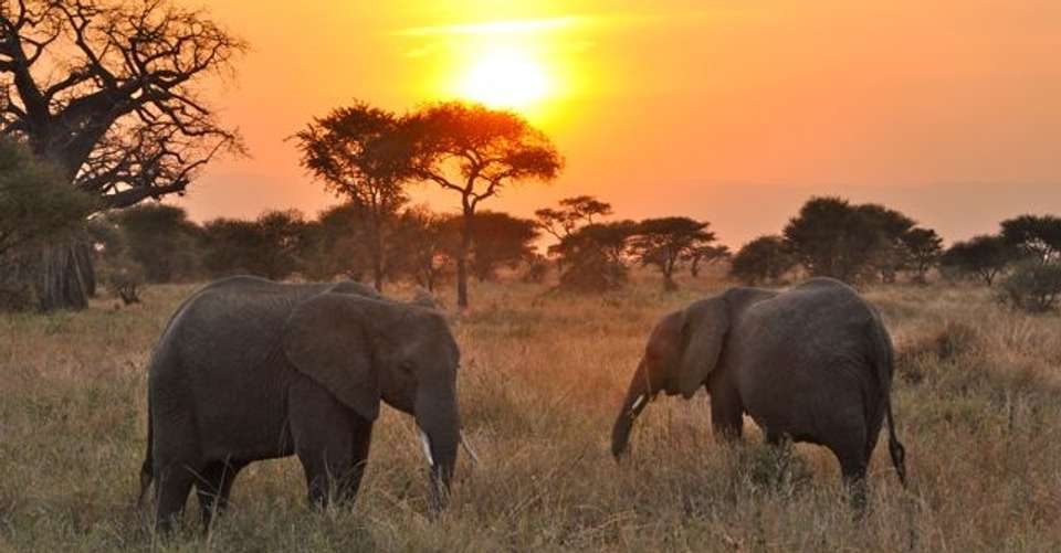 5 Days Budget Safari - undefined - Image 1