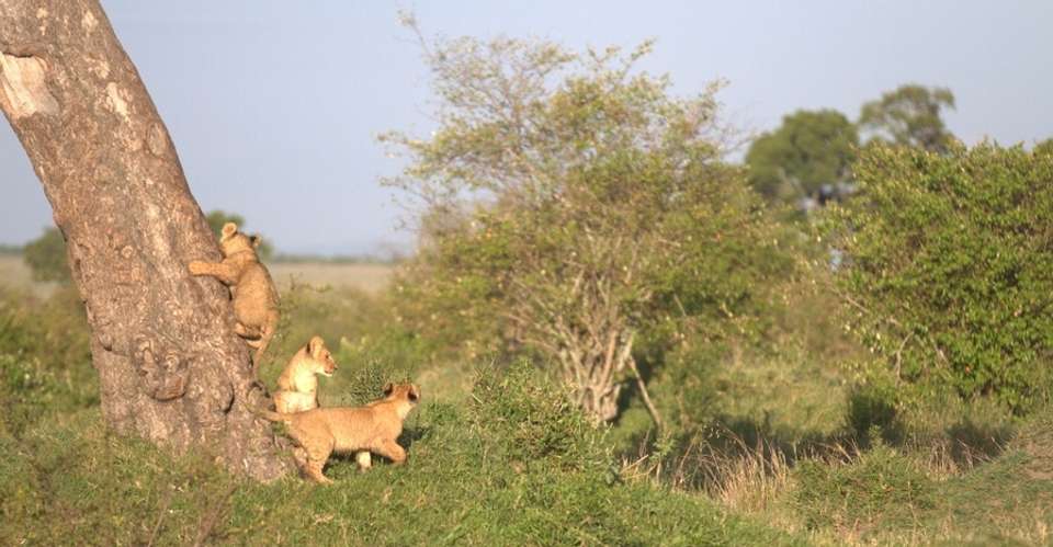 5 Days Budget Safari - undefined - Image 2