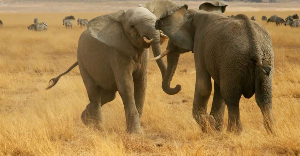 5 Days Budget Safari - undefined - Image 3