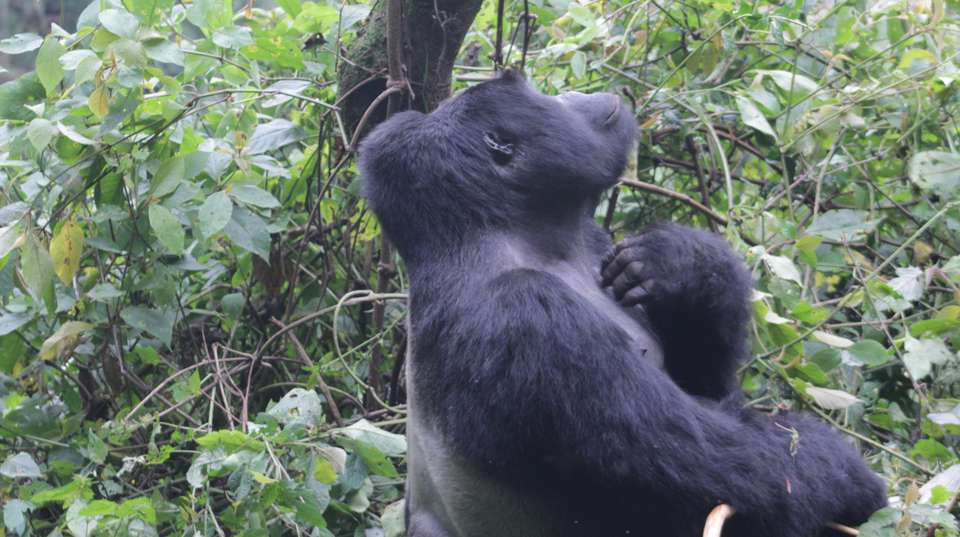 5 days Gorillas & Wildlife in Uganda - Primate World Safaris (u) Ltd - Uganda - Image 5