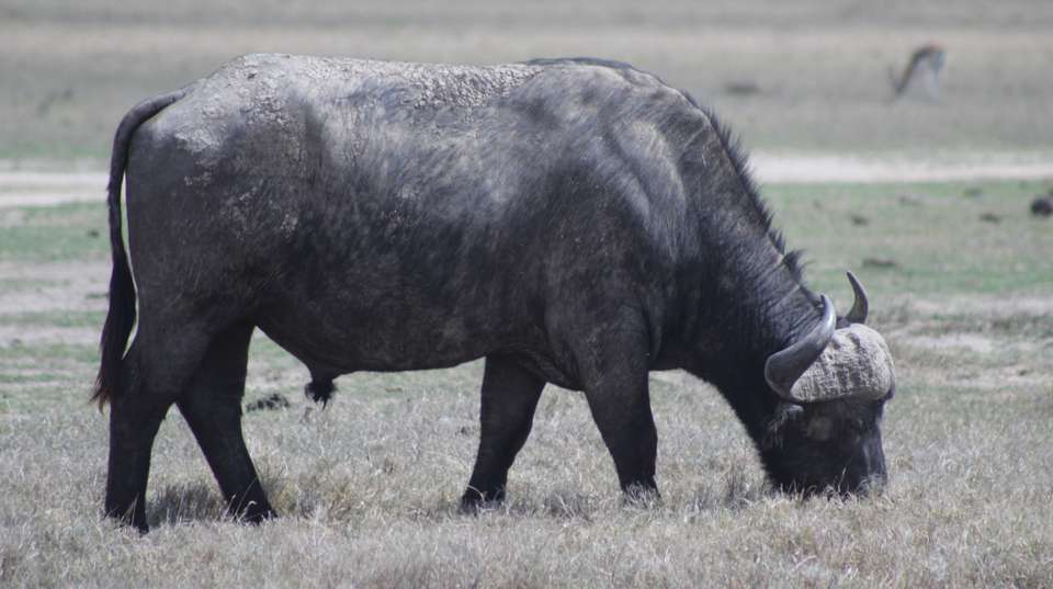 5 days Gorillas & Wildlife in Uganda - Primate World Safaris (u) Ltd - Uganda - Image 7