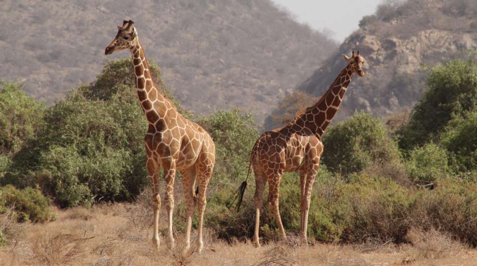 5 days Gorillas & Wildlife in Uganda - Primate World Safaris (u) Ltd - Uganda - Image 8