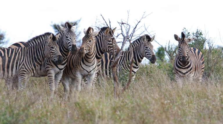 5 DAYS KENYA SAFARI trip - alternative tour available