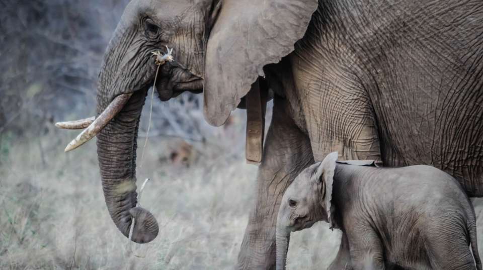 4 DAYS 3 NIGHTS MAASAI MARA SAFARI - Sir Michaels Tours And Safaris - Kenya - Image 2