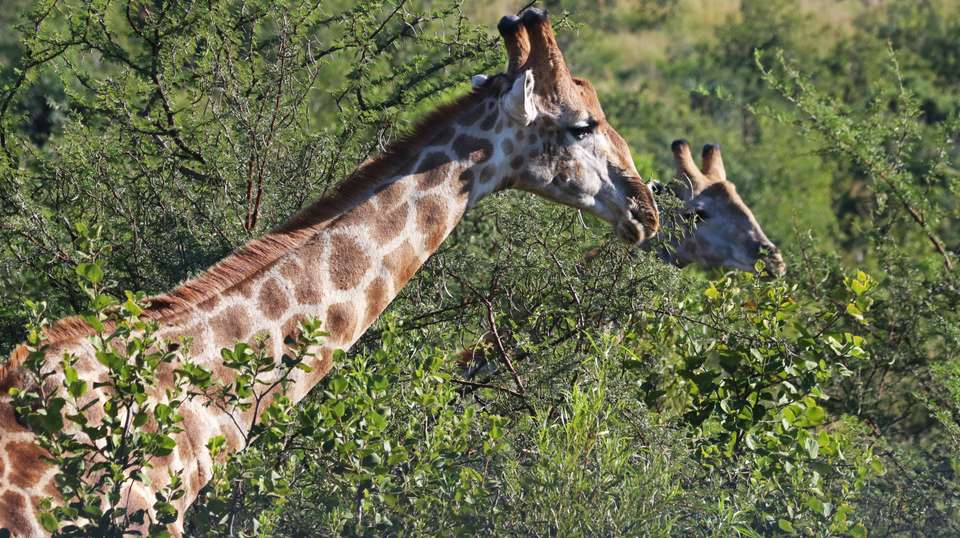 4 DAYS 3 NIGHTS MAASAI MARA SAFARI - Sir Michaels Tours And Safaris - Kenya - Image 3