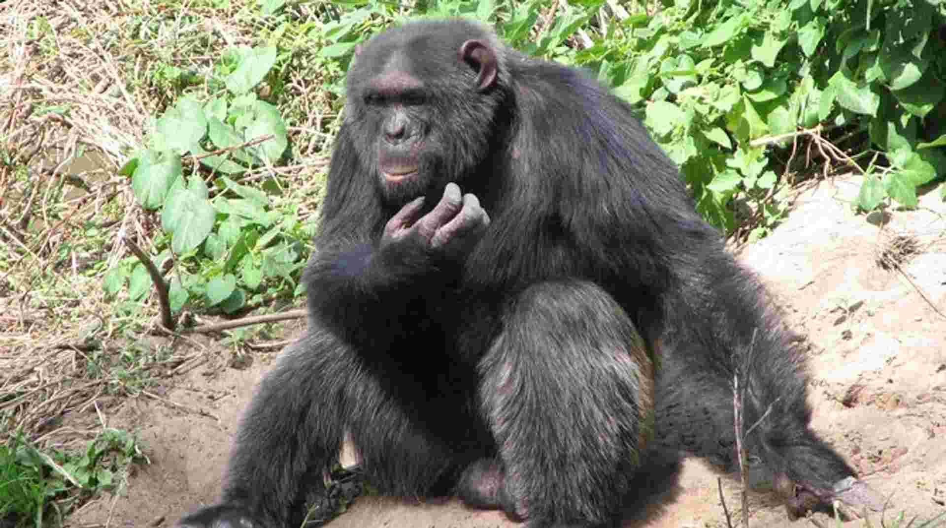 5 Days Mt Kenya, Aberdares, Ol Pejeta