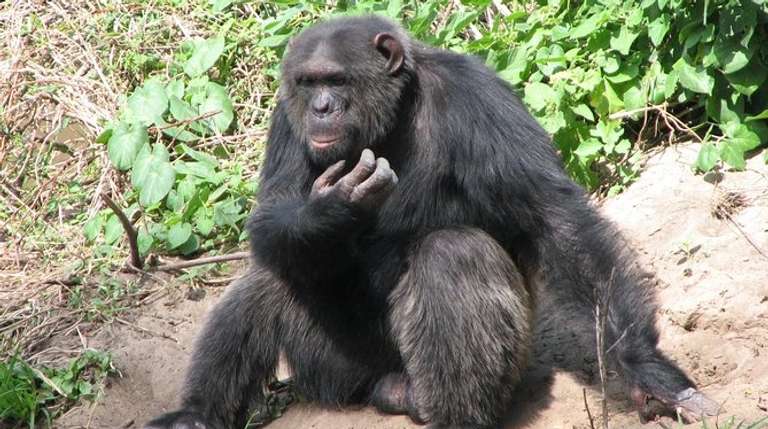 5 Days Mt Kenya, Aberdares, Ol Pejeta